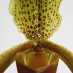 Anissa Kermiche Iris-Istible Stud- Earrings