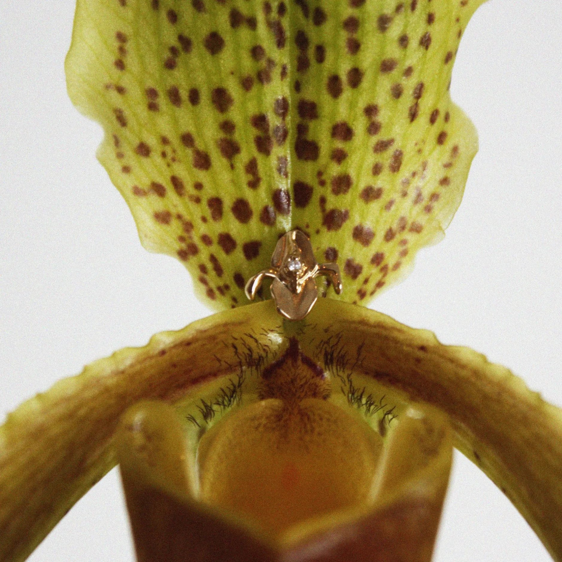 Anissa Kermiche Iris-Istible Stud- Studs